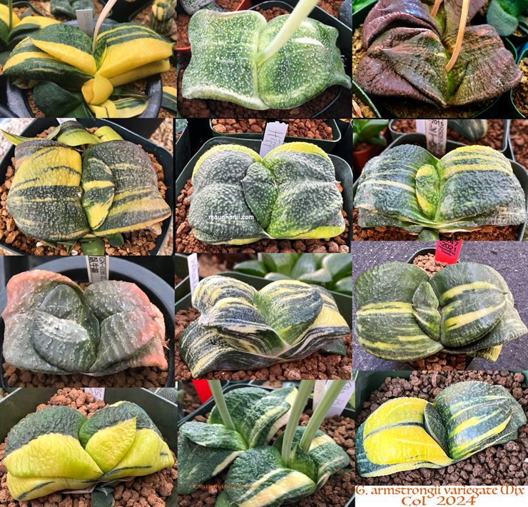 G-1002 Gasteria armstrongii varie mix, 100 fresh seeds 2025 G-1002 Gasteria armstrongii varie mix, 100 fresh seeds 2025